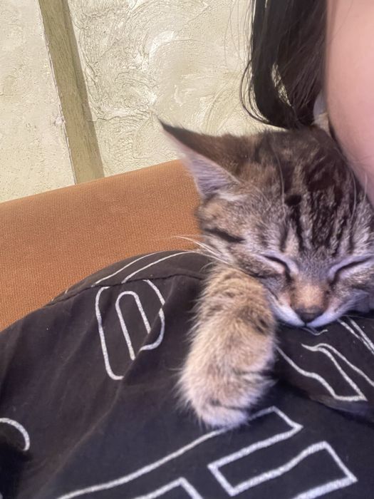 Отдам котёнка мальчик