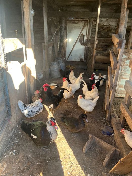 Қазақи әтештер..