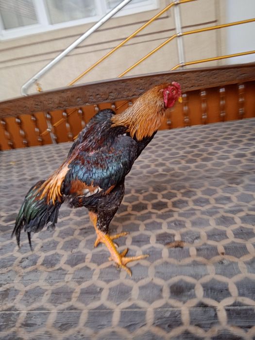 Dakang xo'rozlar sotiladi zoti koreyskiy