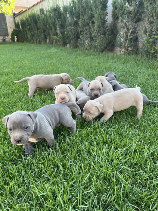 Продават се pitbull/bully