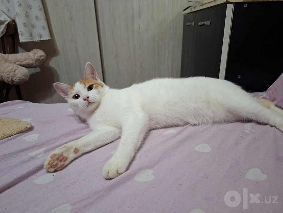 Котик отдам даром