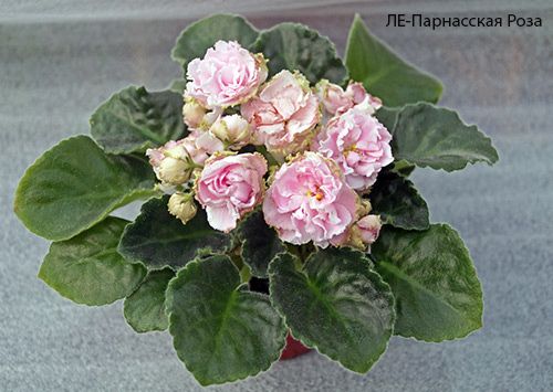 Фиалки сортовые стартеры