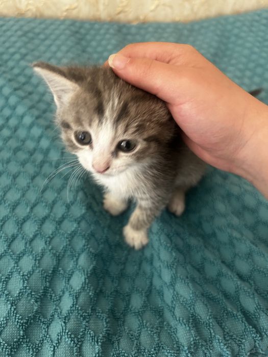 Отдам котят хорошие руки