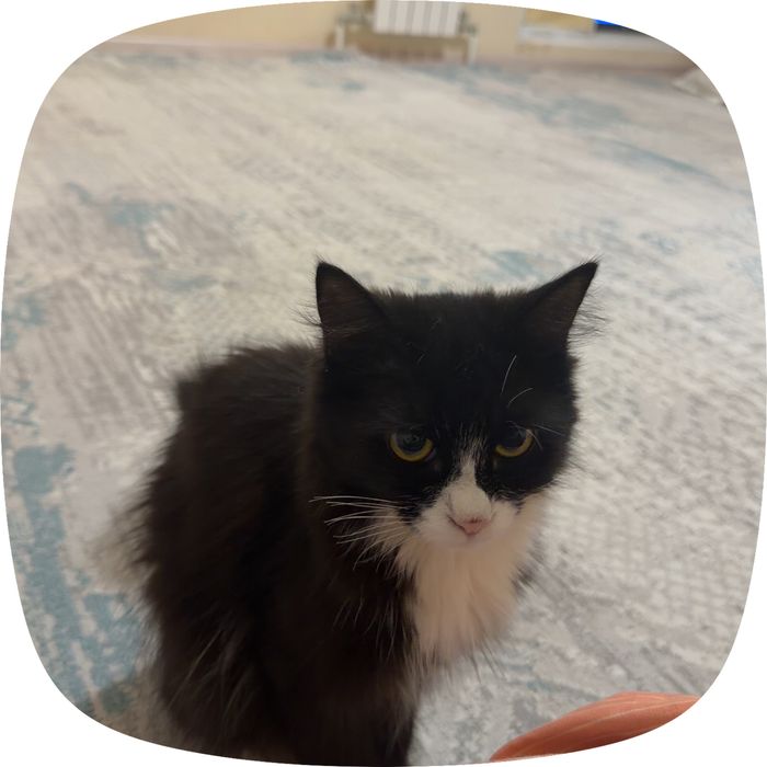 Кошка Сибирскаяя