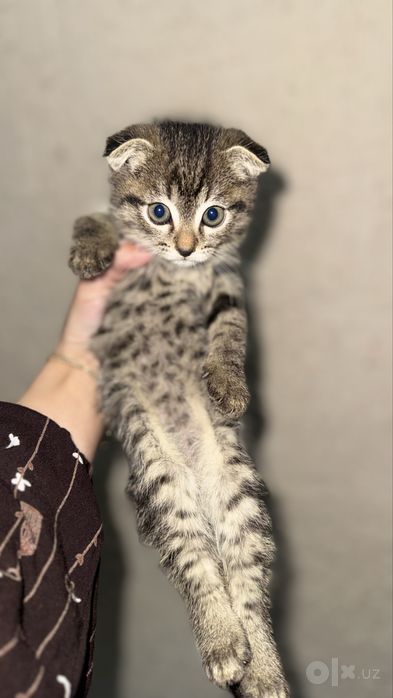 Shotlandskiy scottish fold