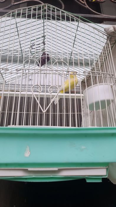 Kanareyka 600mingdan kelishtriladi