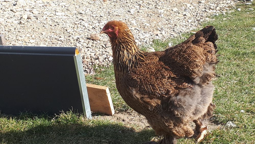 Vand ultima familie Brahma potarnichiu