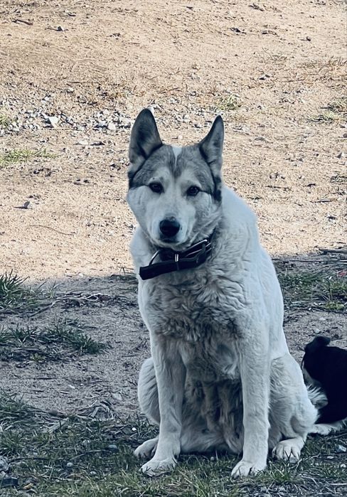 Лайка ургашы 2 жаска толмаган