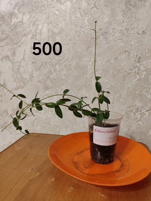 комнатные, декоративные, сортовые цветы