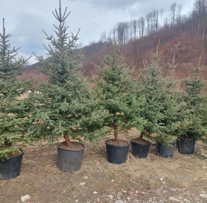 Mestecan alb plante ornamentale de orice specie sibiu