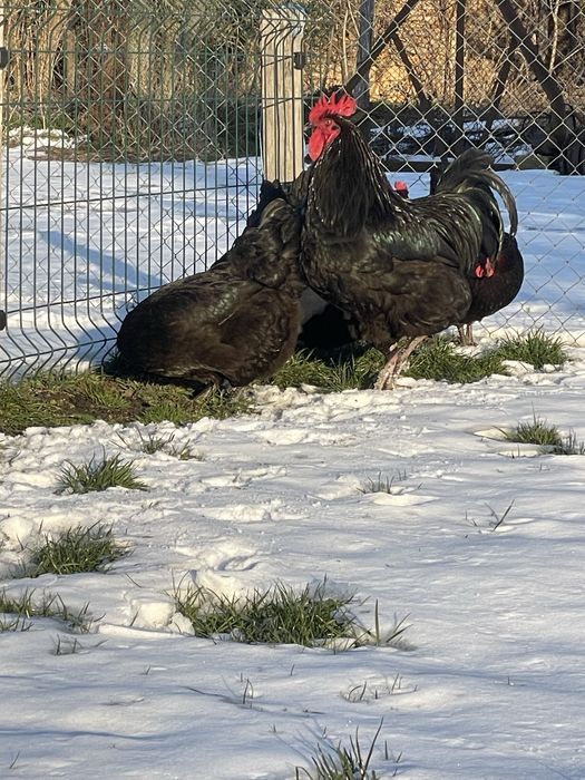 Пресни Домашни Яйца