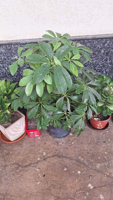 Шеффлера (Schefflera), популярное комнатное растение