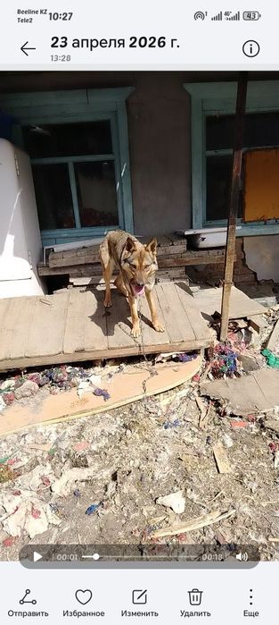 Отдам собаку девочка