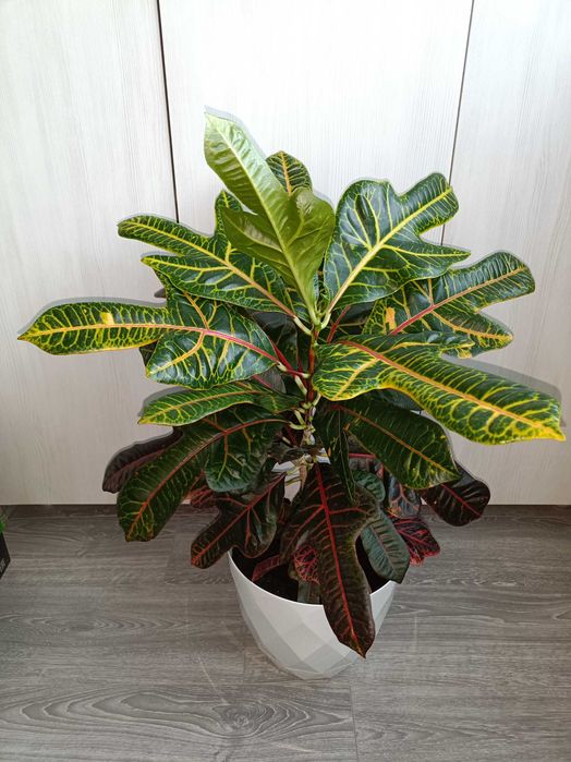 Kroton, filodendron, ficus peste 1 m înălțime