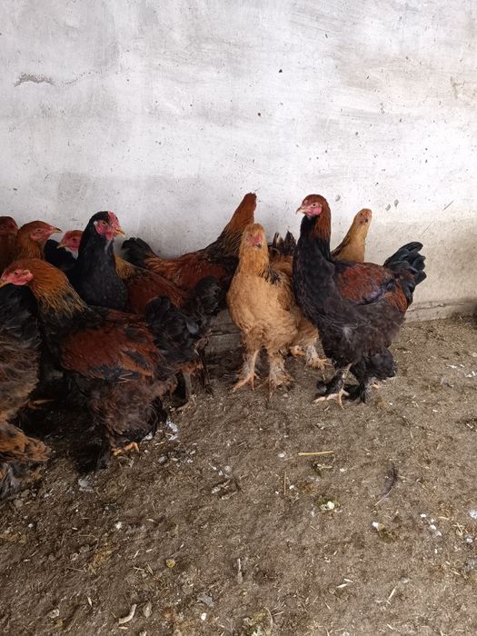 Продам петушков молодых,