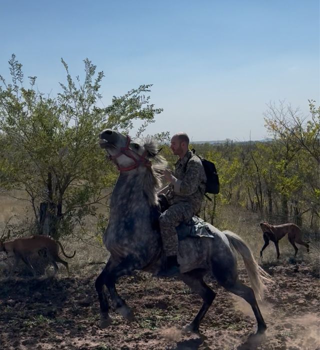 Продается Мерин, 7 лет