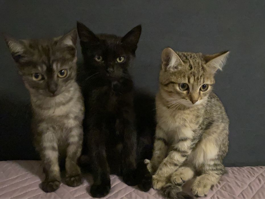 Отдам котят в добрые руки!