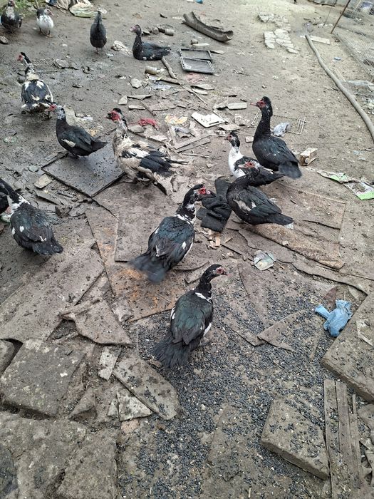 Rate leșești de vânzare