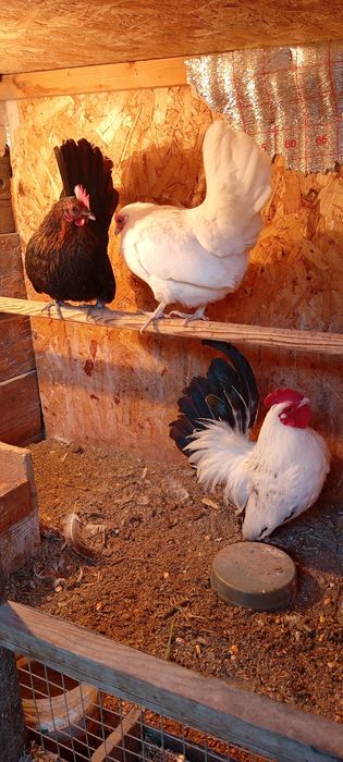 Продам прошлогодних шабошек 1+2