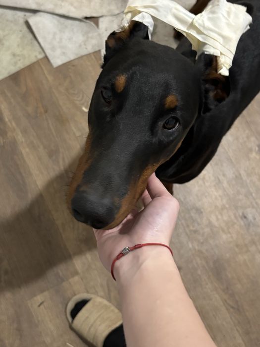 Щенок добермана