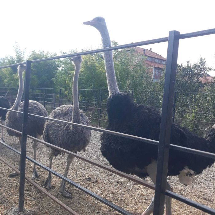 Vand  6 familii de struti  reproducatori