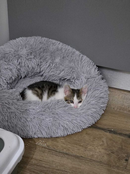 adoptie Charlie