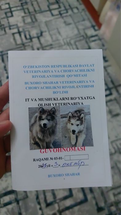 Продаётся собака породы хаски