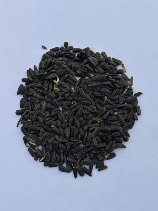 Семечки подсолнечника