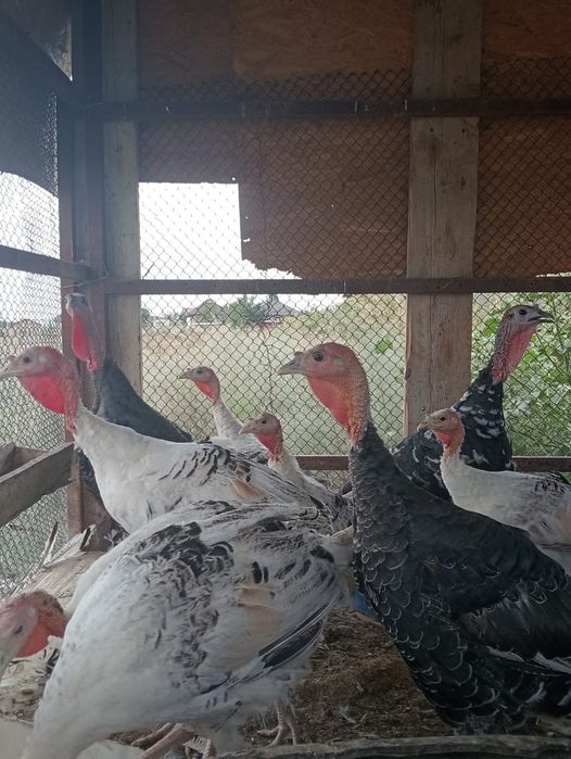 Продам индюков домашниж