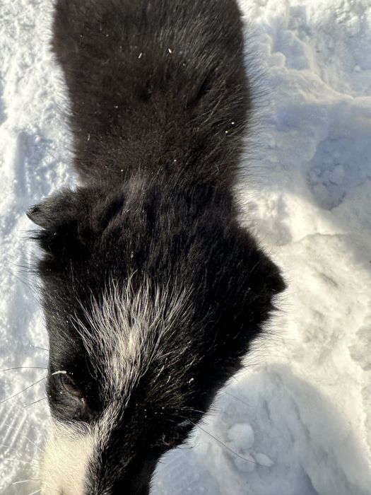 Пристраивается щенок девочка