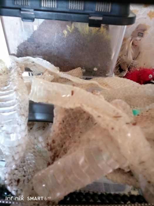 Продам выползки змей.