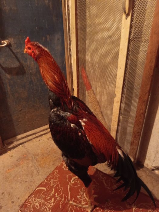 Продается туляк, ПИШИТЕ НА ВАТСАП