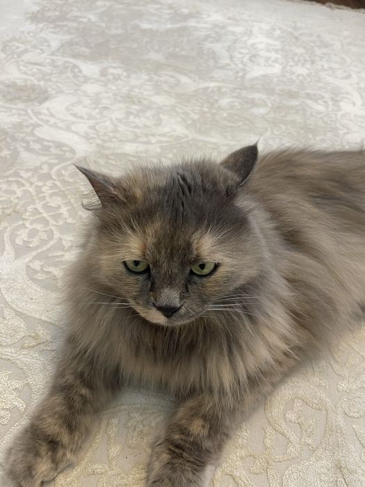 Отдам кошку в добрые руки