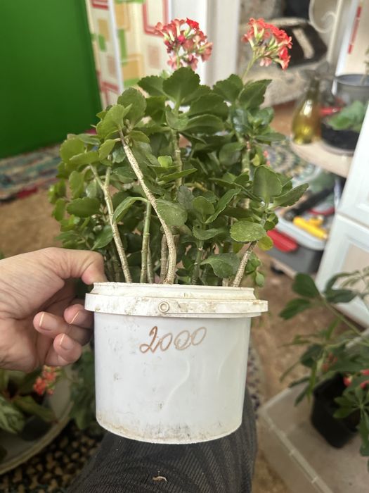 Үй гүлдері сатылады