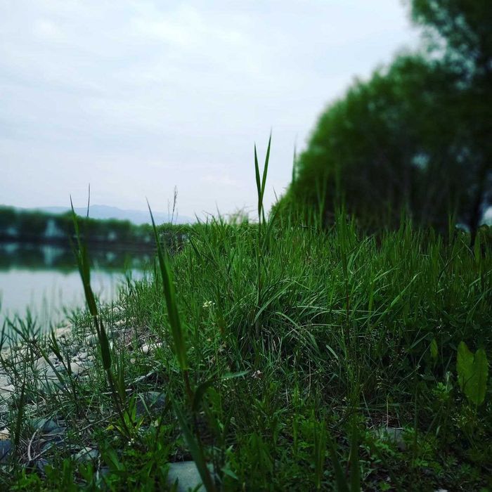 4 Гектарли балиқ хавзаси сотилади 20 000 та балиғи билан.