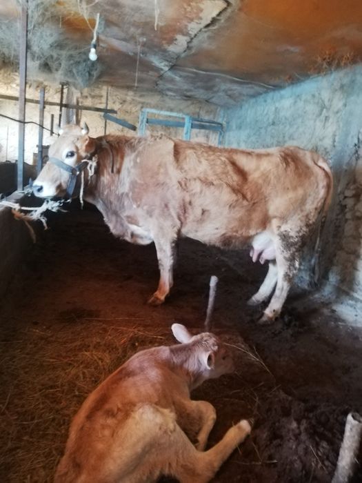 сиыр бұзаулы сатылады