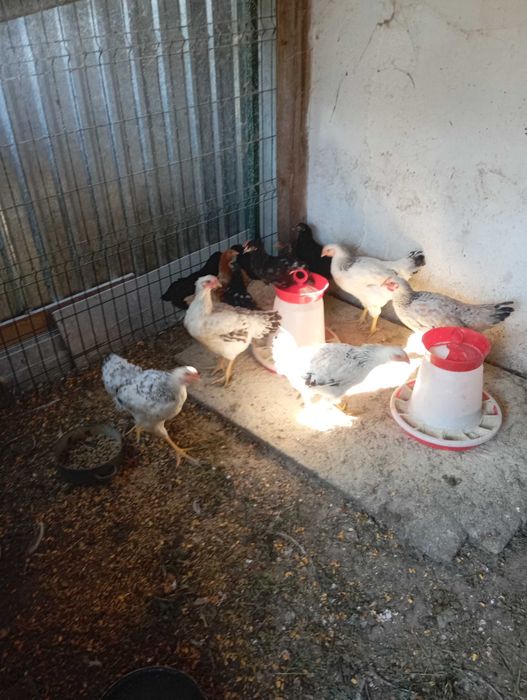 10 pui de 2 luni (Marans metis)