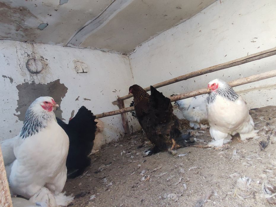 Brama tovuqlar sotiladi