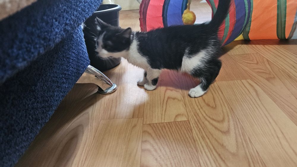 Котенок ласковый ручной