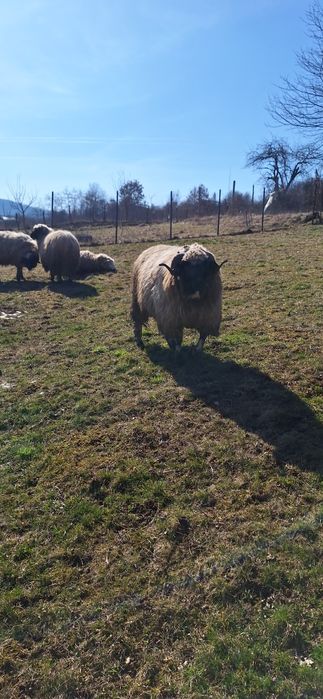 Berbec tanar de un an