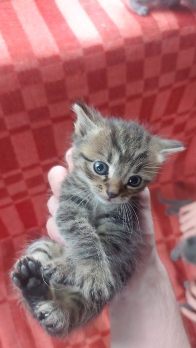 Отдам котят даром
