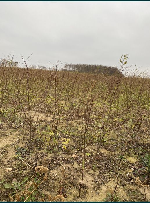 Puieti forestieri salcam frasin carpen stejar fag paltin mesteacan tei