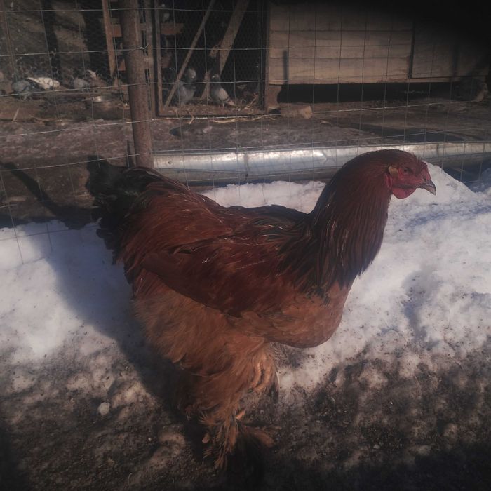 Cocoși brahma și australop de anul trecut!