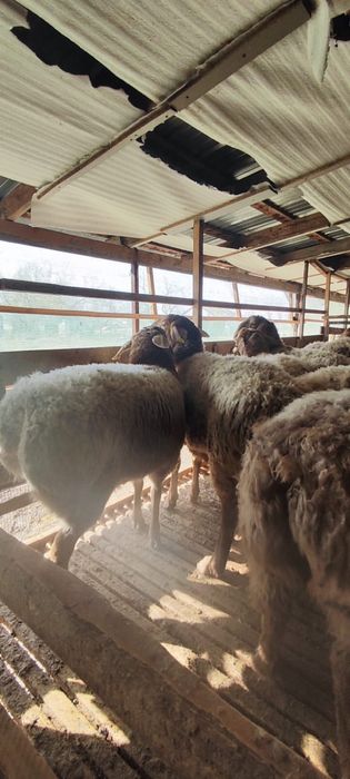 Токты Арашан пародасы