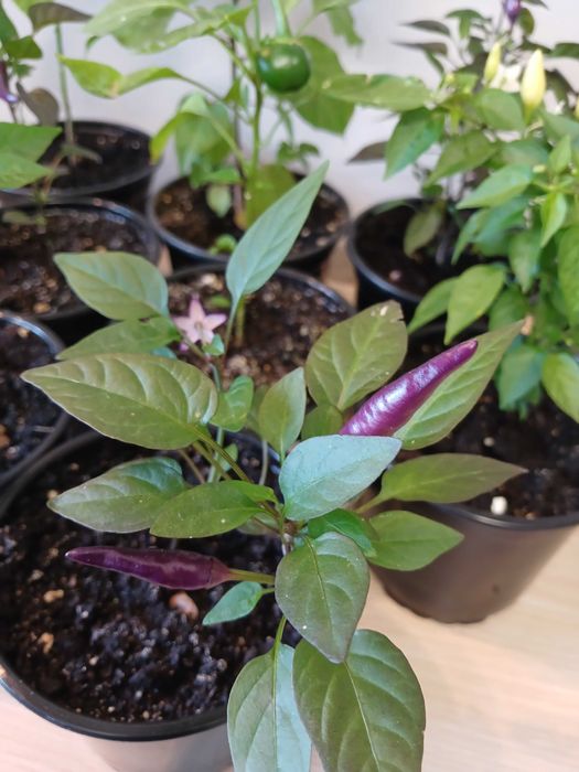 Продам перцы острые декоративные