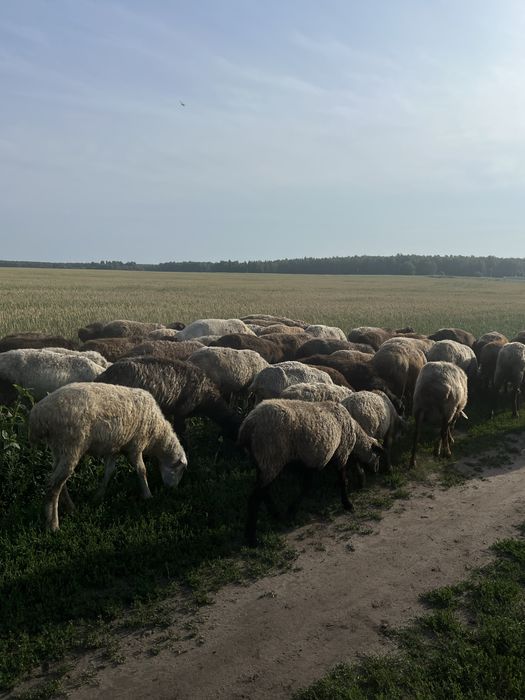 Продам баранов оптом и рознично