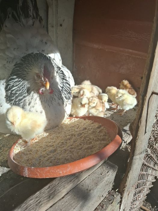 Vând cloșcă cu 13 pui