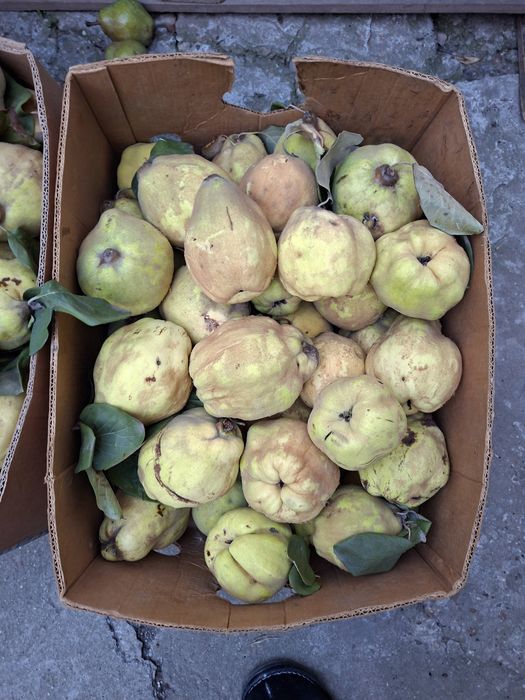 Gutui Romanesti naturale