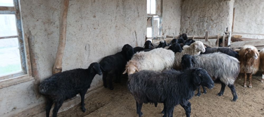 Xisori bugʻoz egiz tugʻadigan qoʻylar