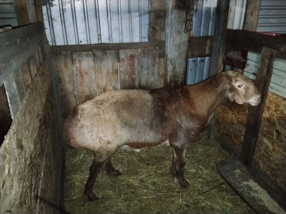 Кошкар гисар 3,5 года